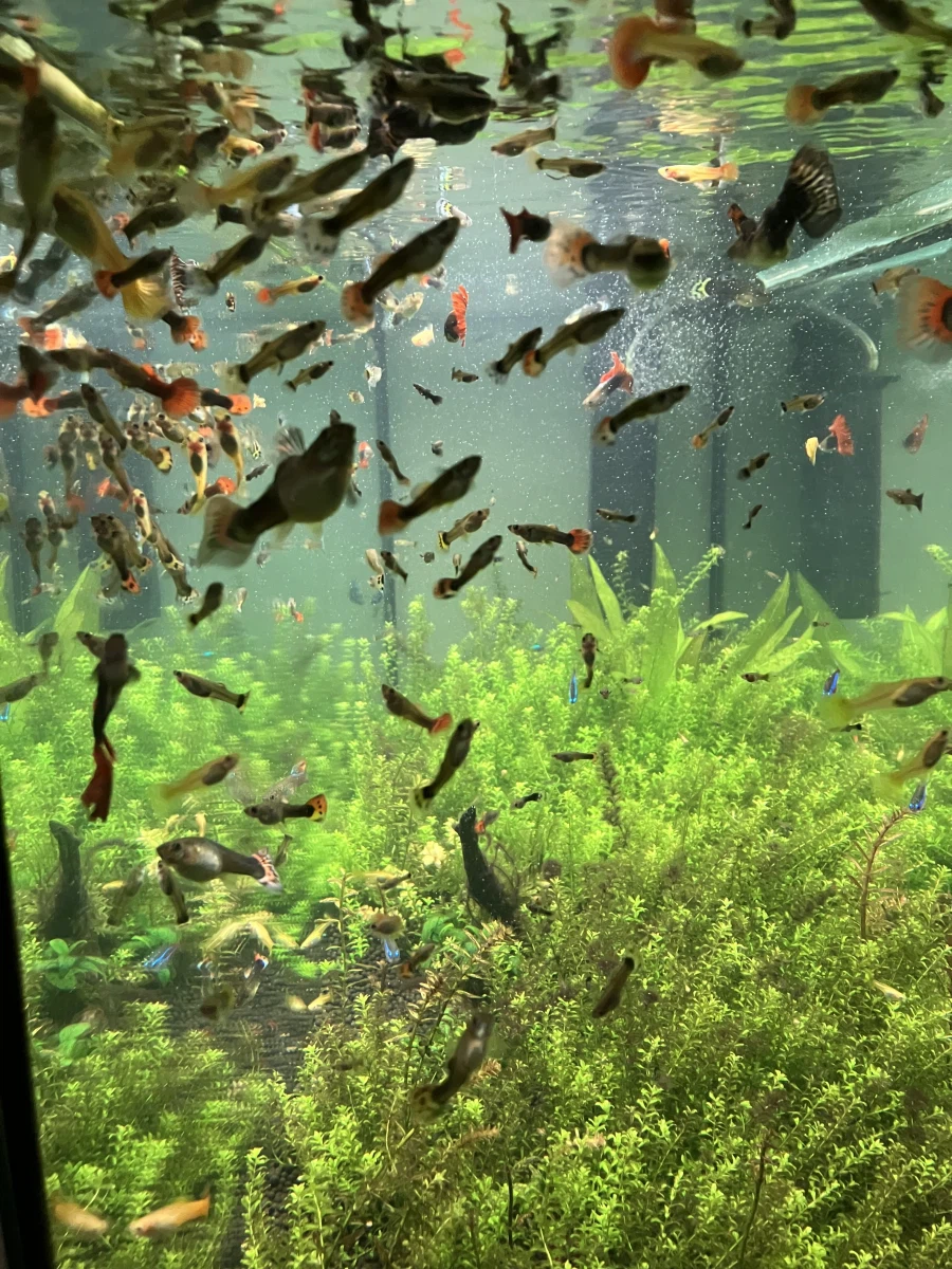 물고기 사육할 때 구피를 추천하는 이유_1.webp