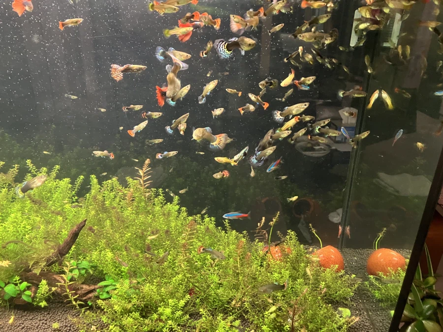 물고기 사육할 때 구피를 추천하는 이유_2.webp