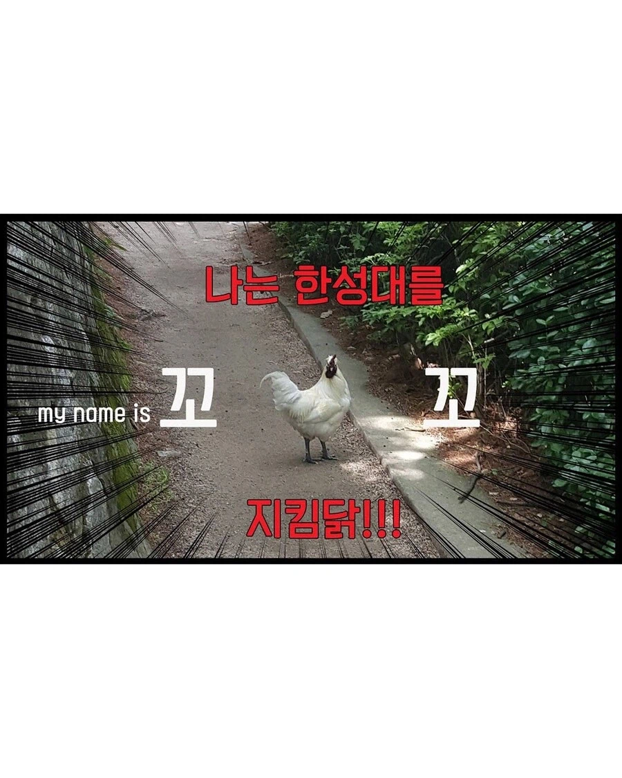 한성대 캠퍼스에서 살고 있는 닭._2.webp