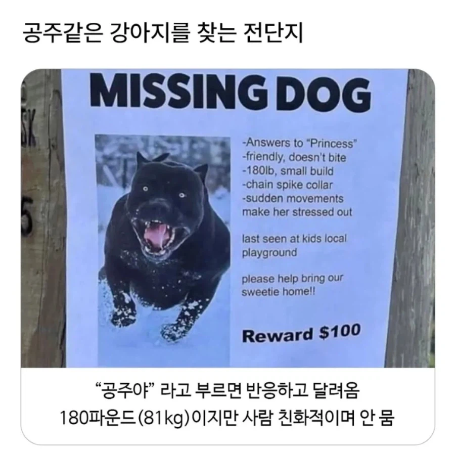 우리 귀여운 댕댕이인