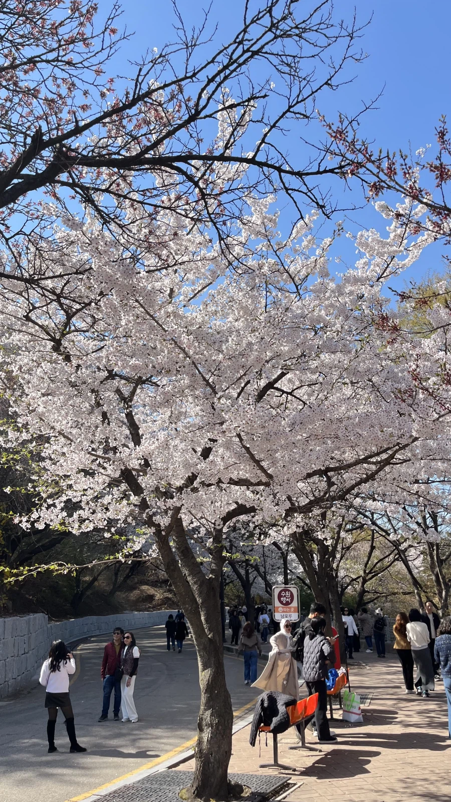 수원에서 찍은 벚꽃 사진들_1.webp