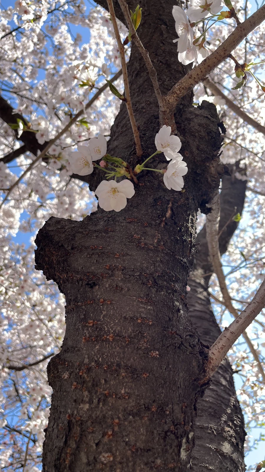 수원에서 찍은 벚꽃 사진들_6.webp