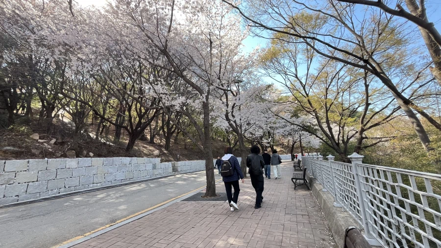 수원에서 찍은 벚꽃 사진들_4.webp