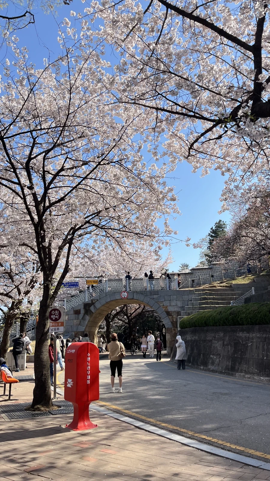수원에서 찍은 벚꽃 사진들_3.webp