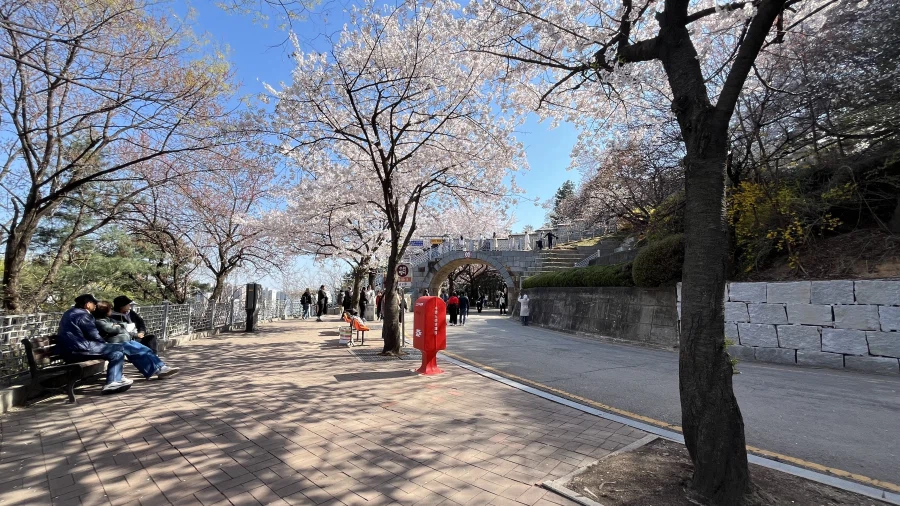 수원에서 찍은 벚꽃 사진들_5.webp