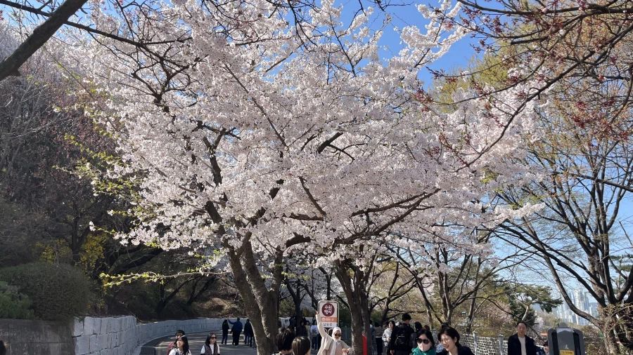 수원에서 찍은 벚꽃 사진들_2.webp