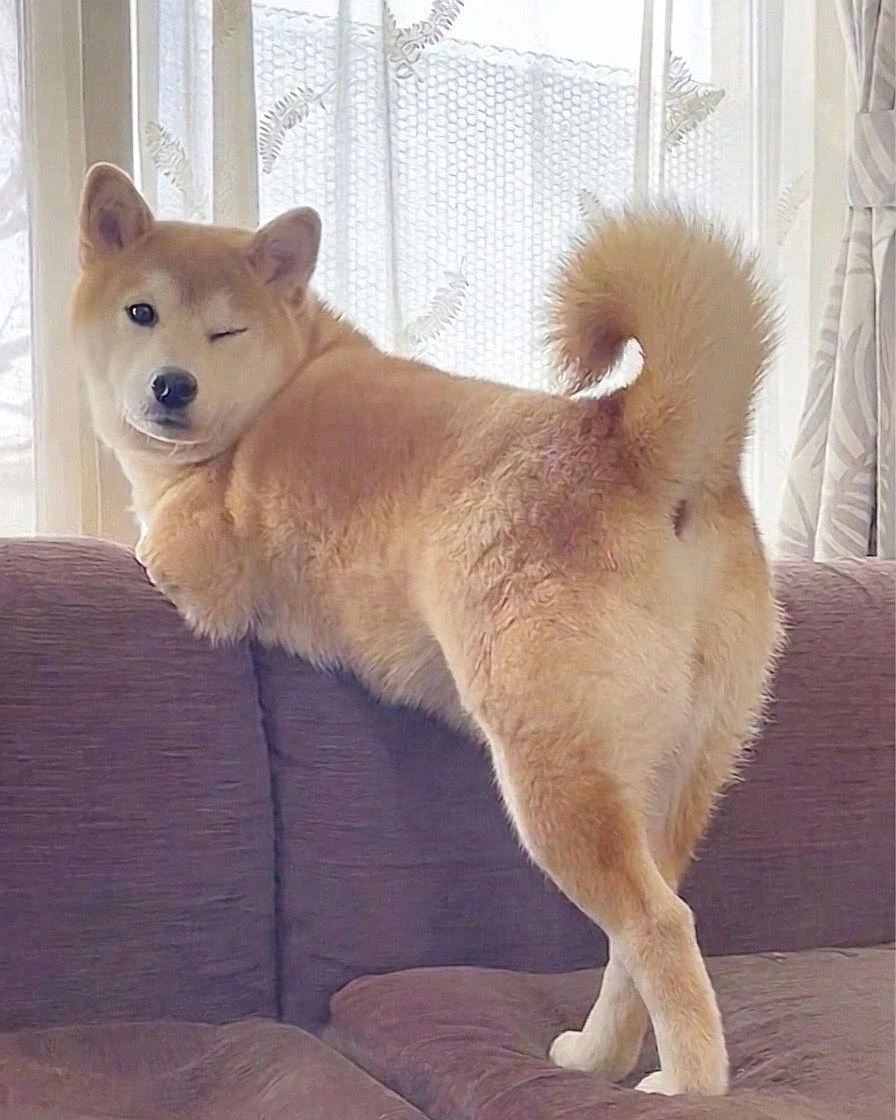 방금 목욕하고 나온 댕댕이를 조심해야 되는 이유_1.webp