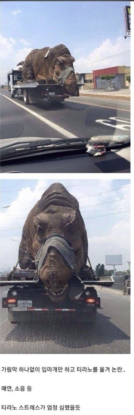 이거 동물학대 아니냐?.jpg_1.webp