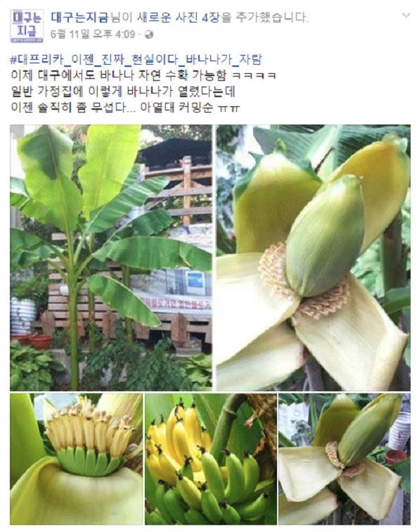 현존하는 유일한 국산 바나나_1.webp