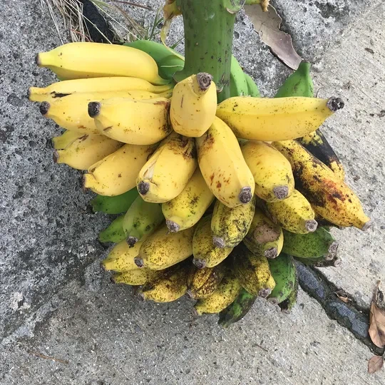 현존하는 유일한 국산 바나나_2.webp