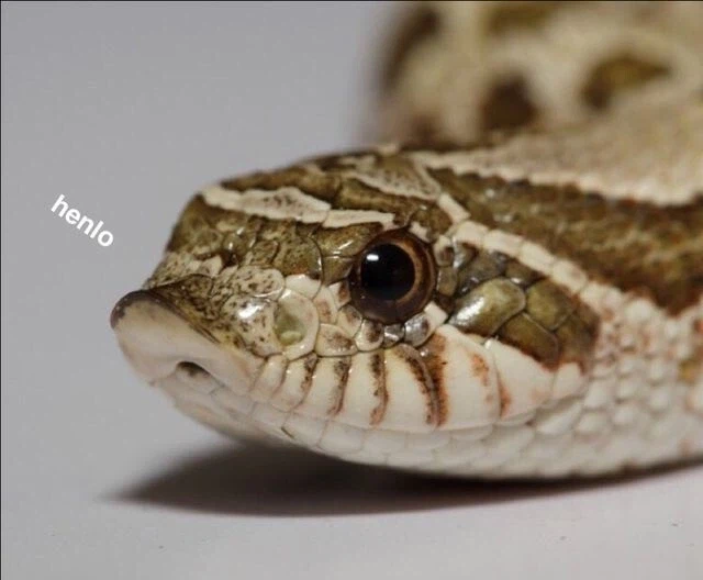 돼지코뱀 귀여워_1.webp