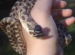 돼지코뱀 귀여워_2.webp