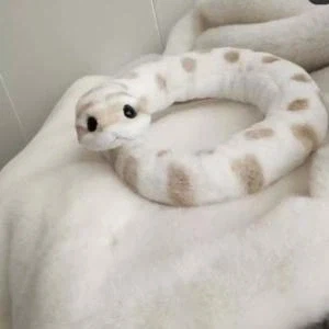 돼지코뱀 귀여워_4.webp