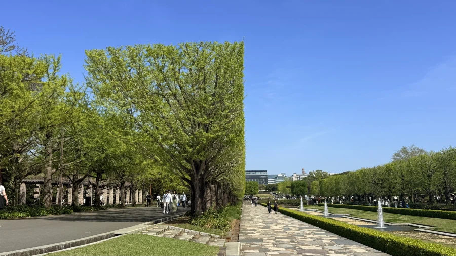 버그라도 난듯한 일본의 어느 공원 나무.twit_2.webp