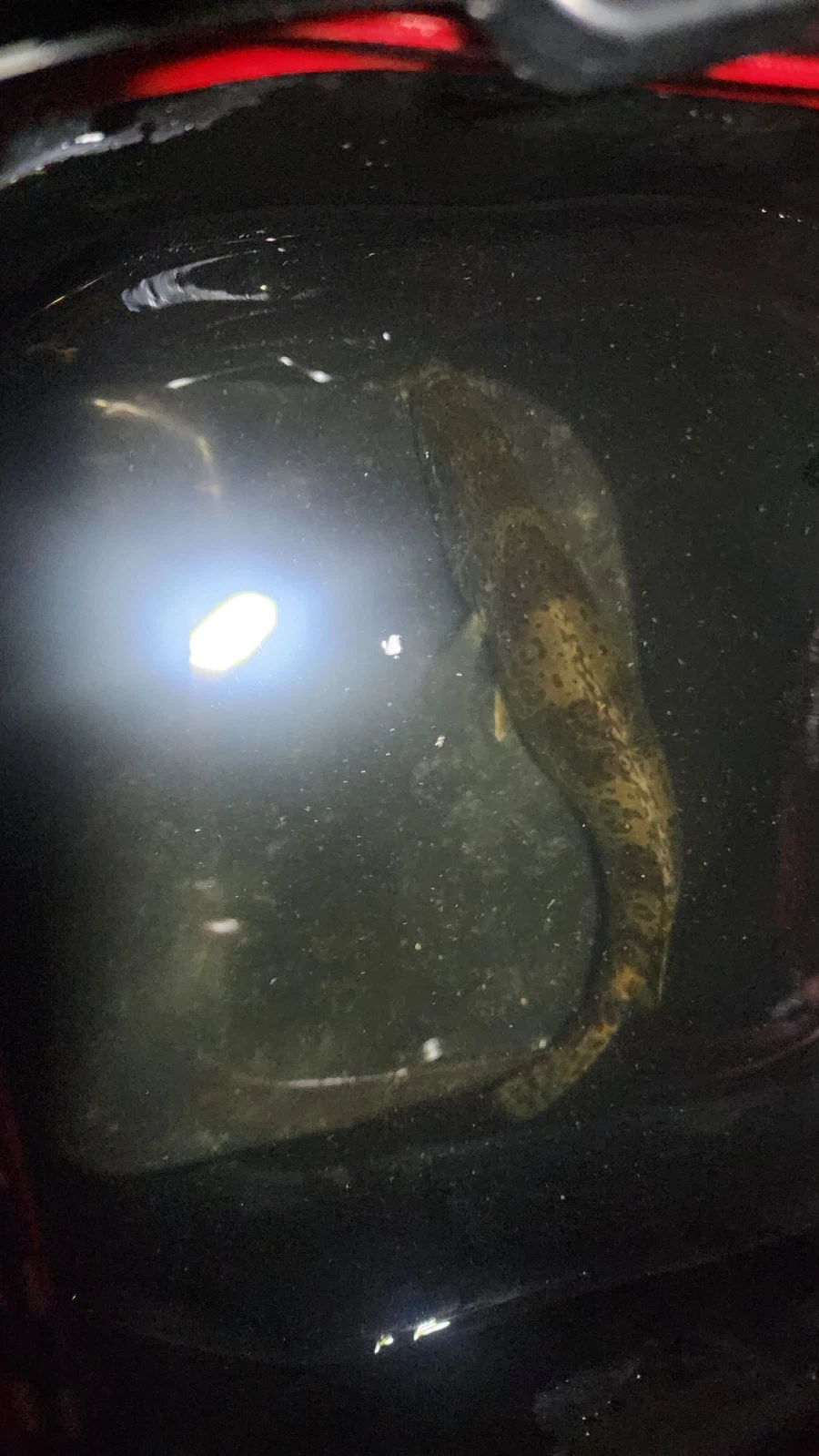 히힛 낚시 성공!!_1.webp