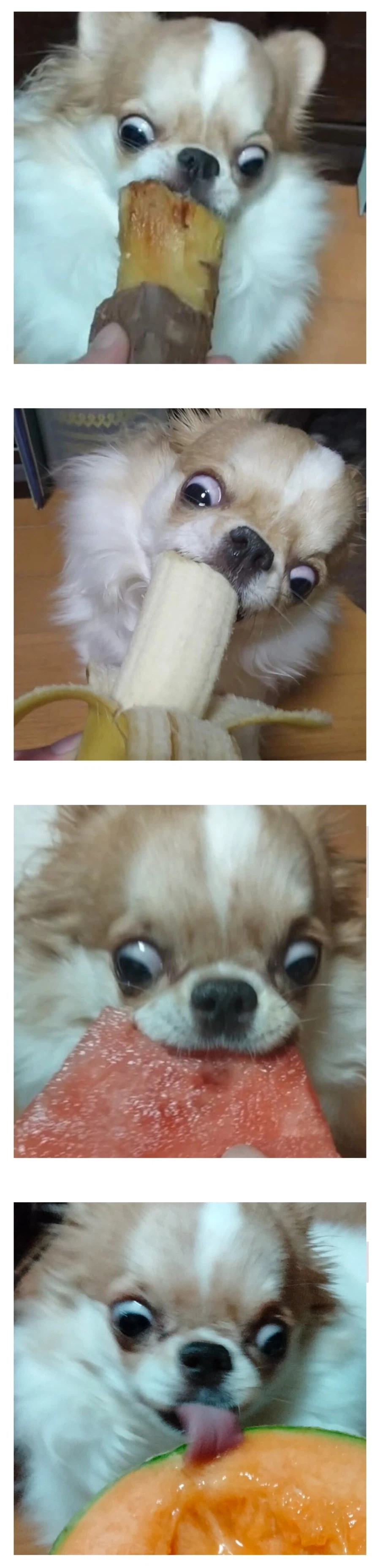 먹을거에 환장하는 성격_1.webp