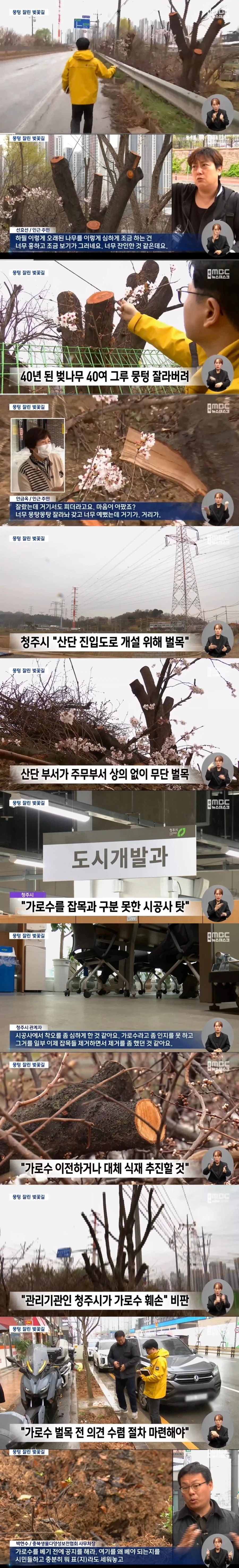 40년된 벚나무 가로수 베어버린 청주시_1.webp