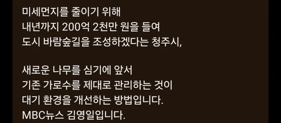 40년된 벚나무 가로수 베어버린 청주시_2.webp