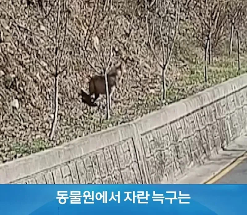 탈출늑대 죽었을 확률이 크다고함_2.webp