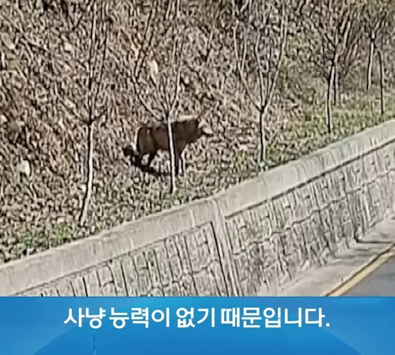 탈출늑대 죽었을 확률이 크다고함_3.webp