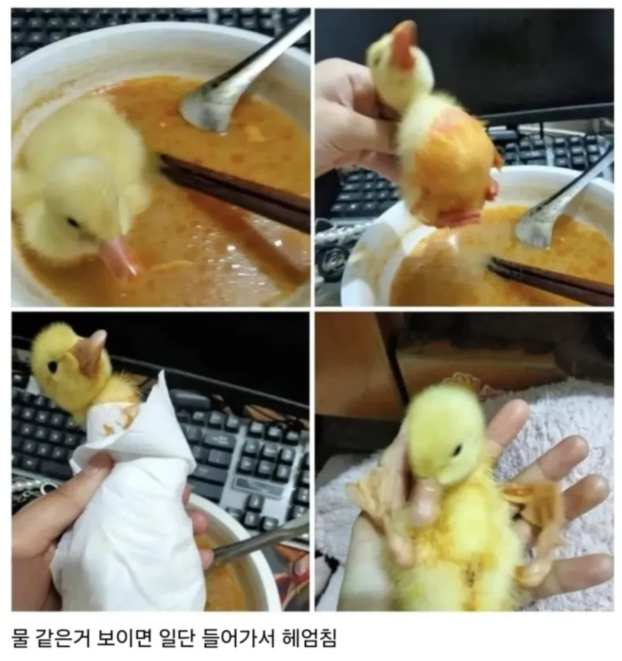 오리 키울때 조심할점_1.webp