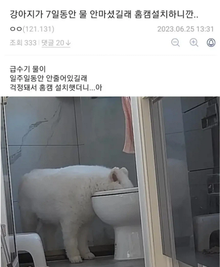 강아지가 7일간 물을 안마신 이유_1.webp