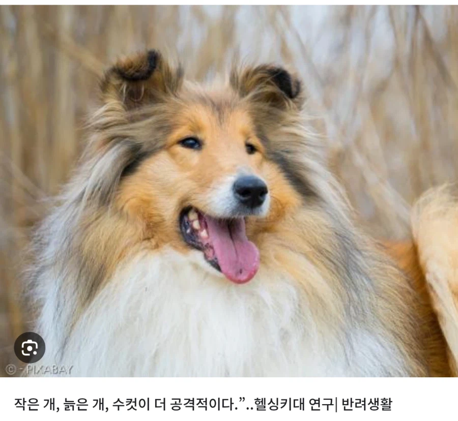 작은 개, 늙은 개, 수컷이 더 공격적_1.webp