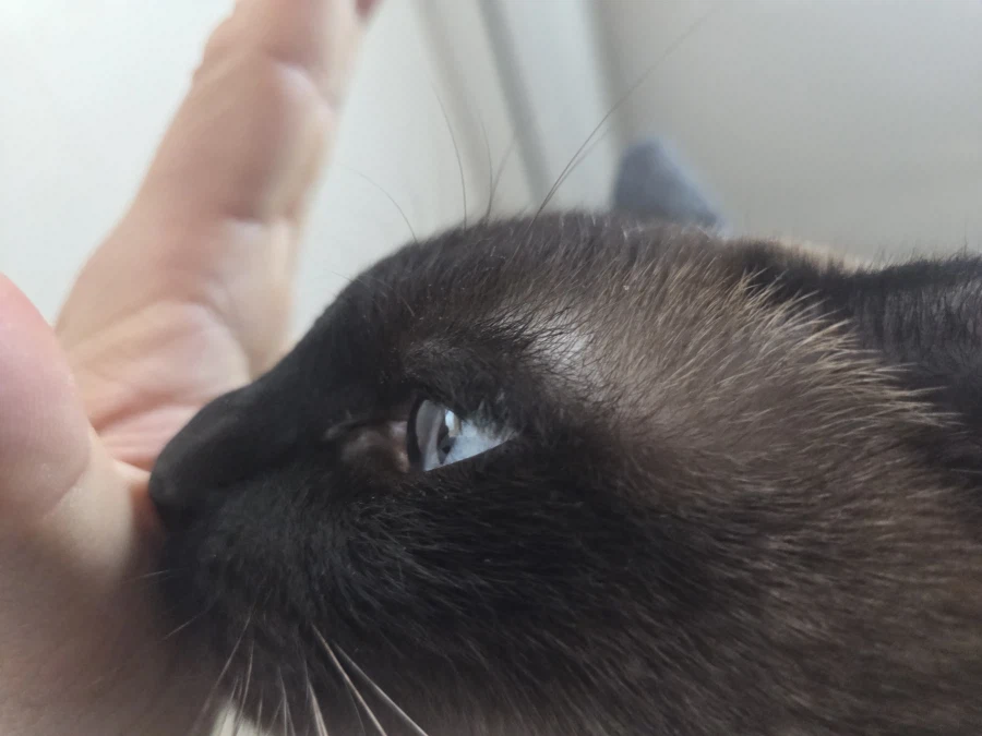 고양이랑 침대 위에서 놀았다!!_1.webp