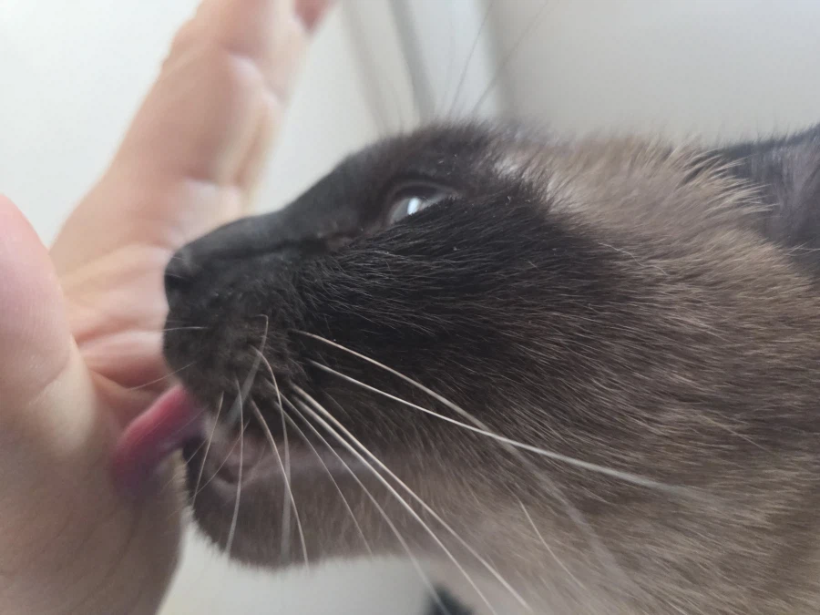 고양이랑 침대 위에서 놀았다!!_2.webp