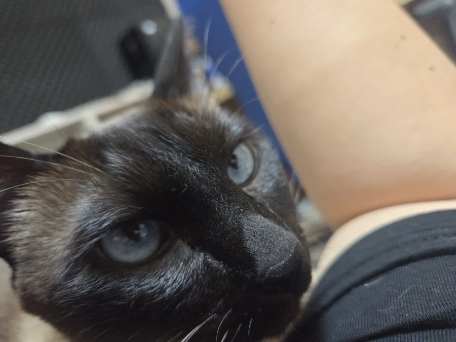 고양이랑 침대 위에서 놀았다!!_3.webp