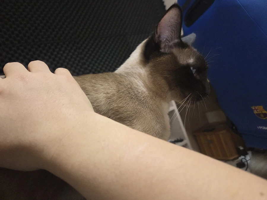 고양이랑 침대 위에서 놀았다!!_4.webp