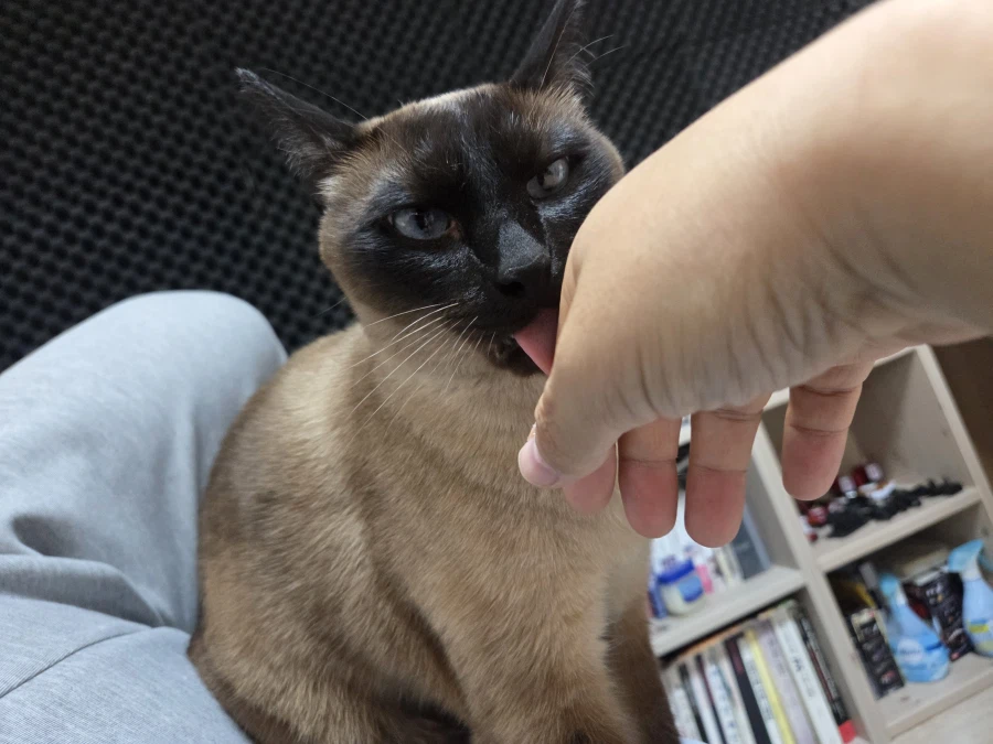 고양이랑 침대 위에서 놀았다!!_5.webp