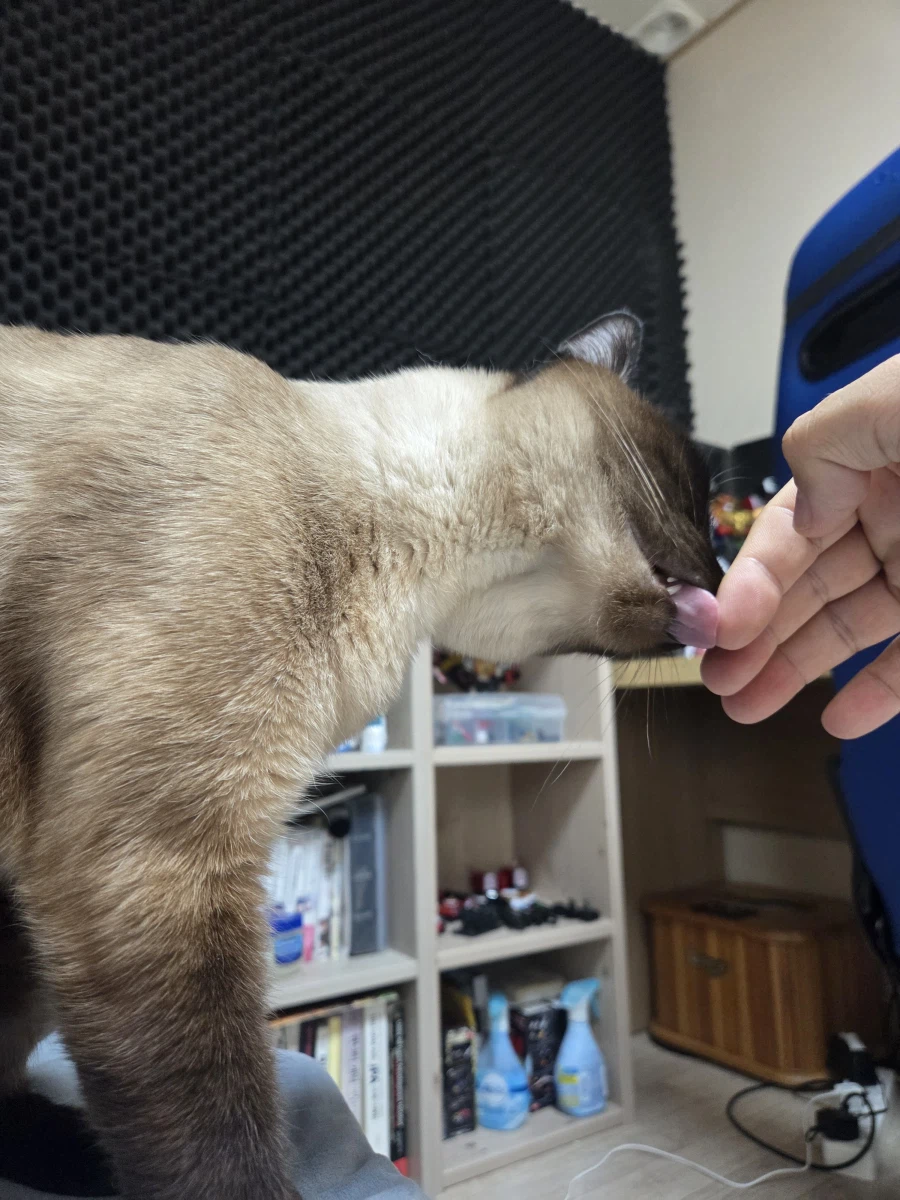 고양이랑 침대 위에서 놀았다!!_6.webp