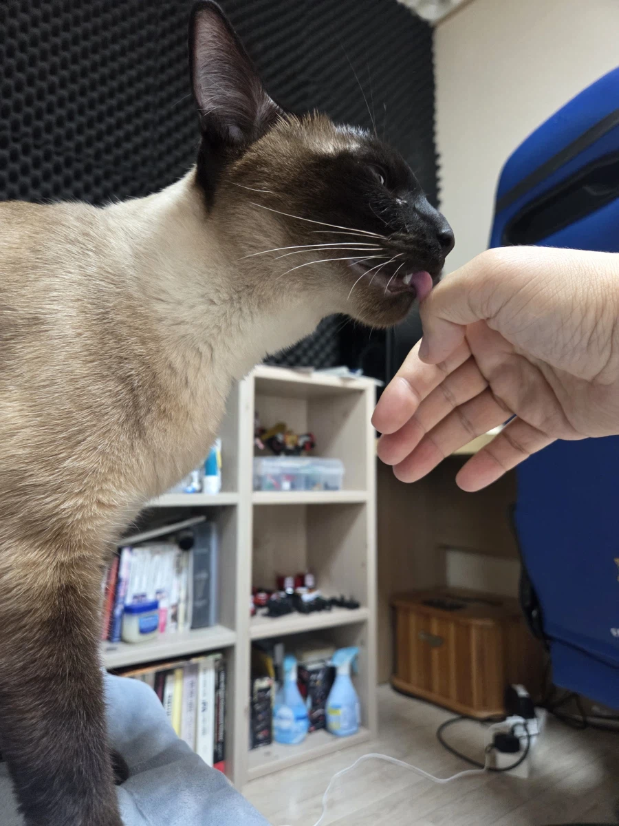 고양이랑 침대 위에서 놀았다!!_7.webp