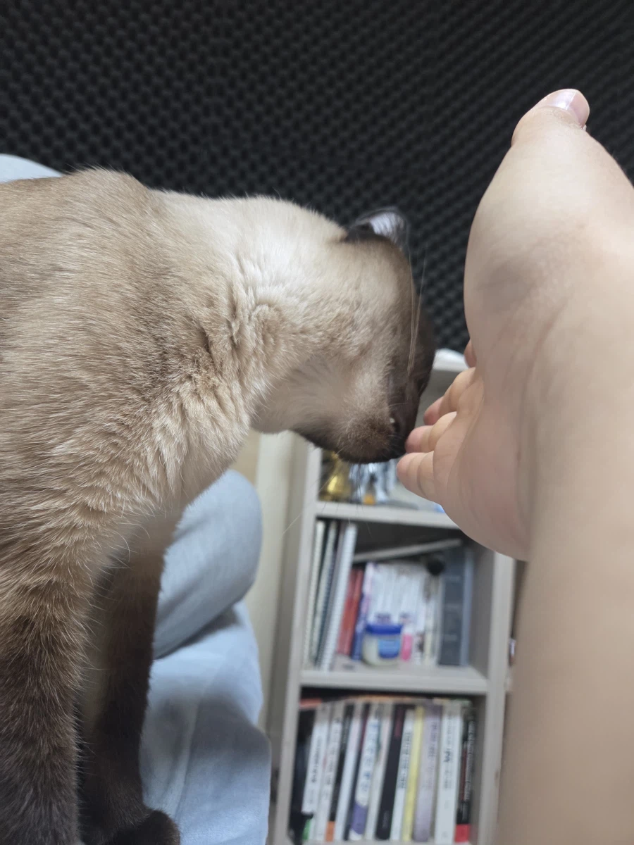 고양이랑 침대 위에서 놀았다!!_8.webp