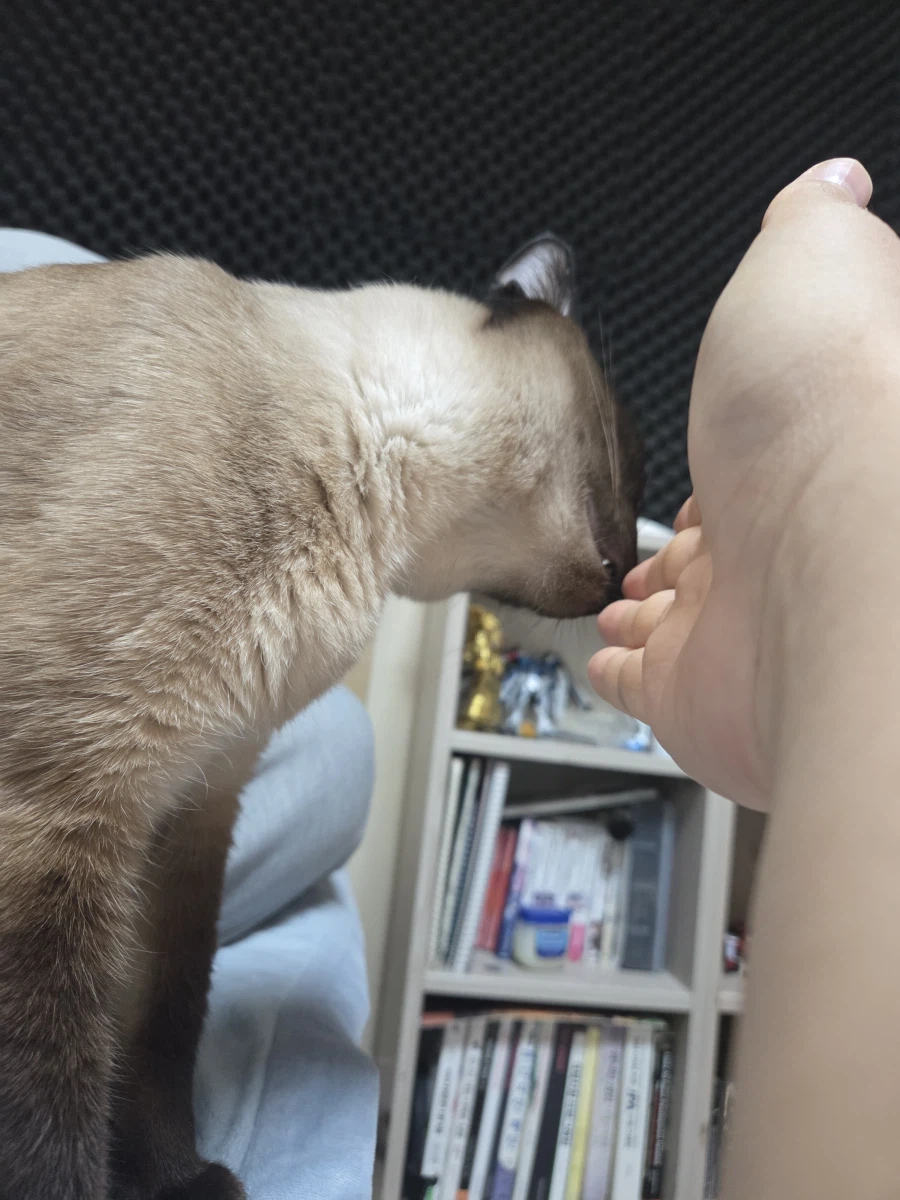 고양이랑 침대 위에서 놀았다!!_9.webp