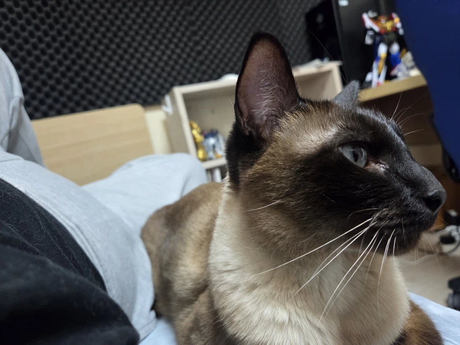 고양이랑 침대 위에서 놀았다!!_10.webp