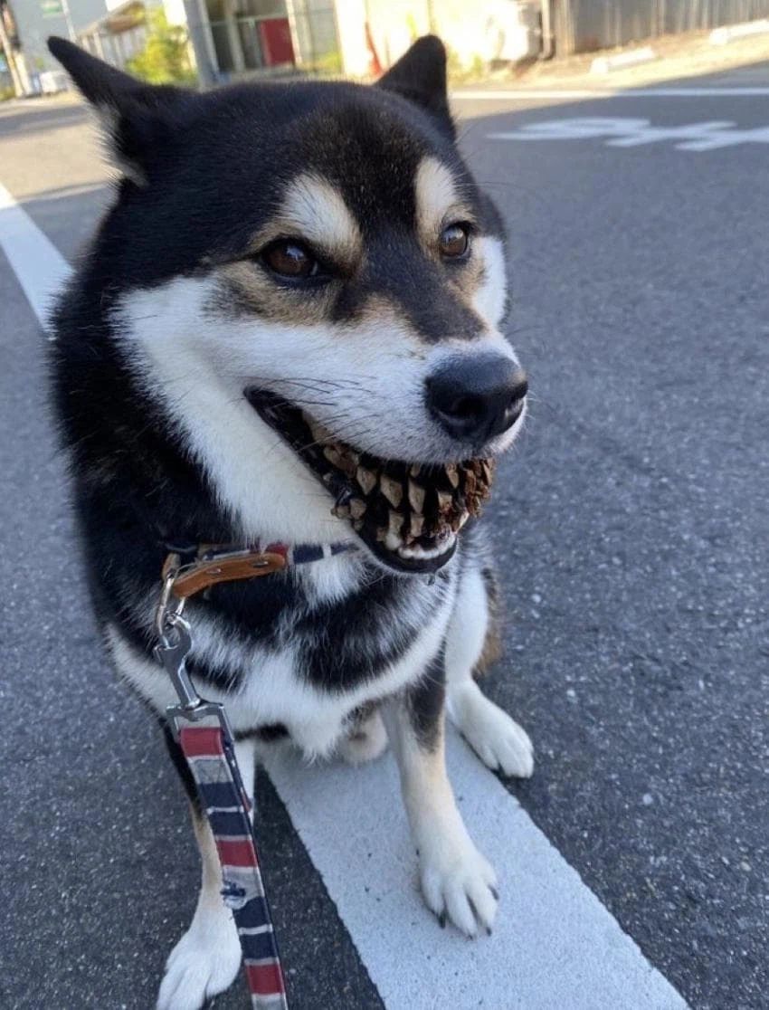 무서운 맹견 ㄷㄷ.jpg_1.webp