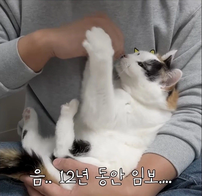 길고양이 입양 보내야 하니 2년만 임시보호 해야지_3.webp