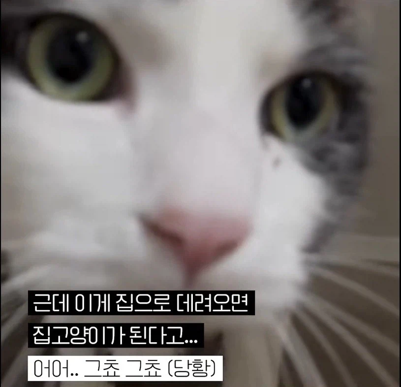 길고양이 입양 보내야 하니 2년만 임시보호 해야지_7.webp