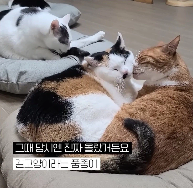 길고양이 입양 보내야 하니 2년만 임시보호 해야지_9.webp