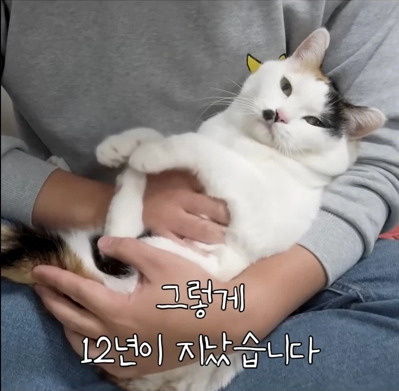 길고양이 입양 보내야 하니 2년만 임시보호 해야지_11.webp