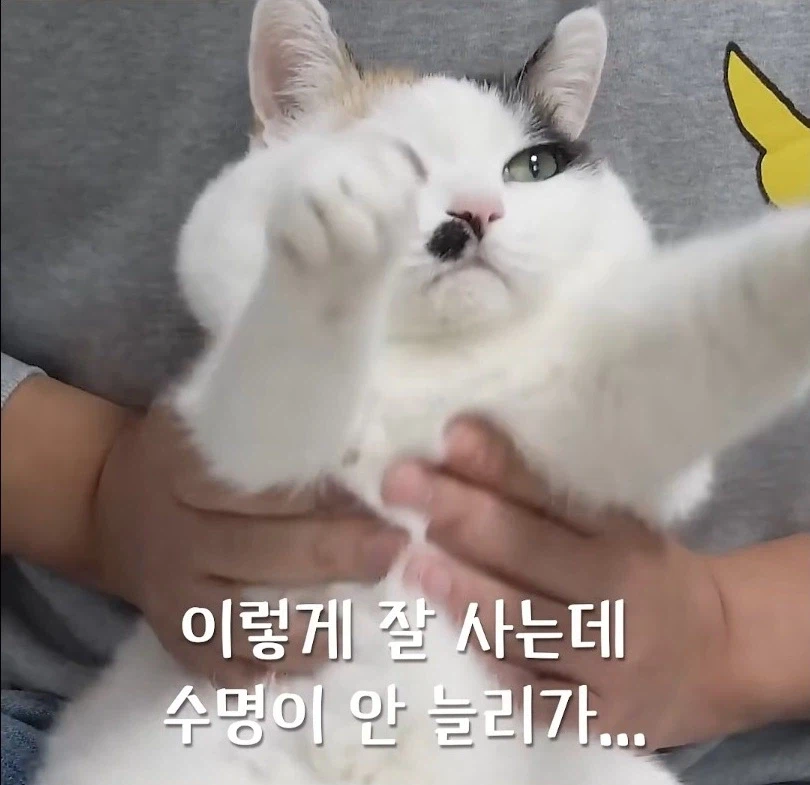 길고양이 입양 보내야 하니 2년만 임시보호 해야지_8.webp