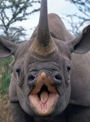 코뿔소 정면사진.JPG_1.webp