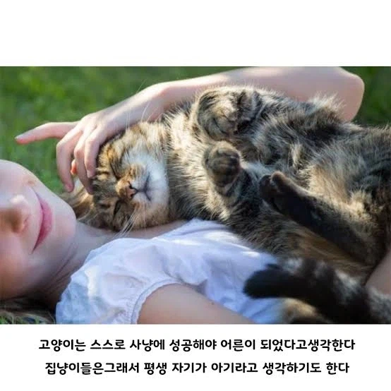 집고양이는 스스로를 아기고양이라고 생각한다_1.webp