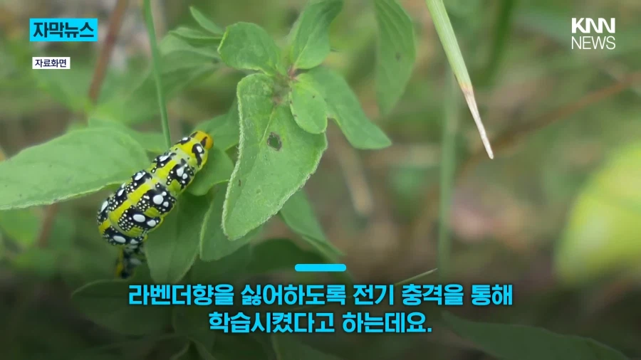 애벌레는 번데기가 되면 액체로 녹아 내려 버린다.jpg_3.webp