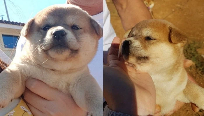 젠레스)이게 뱀이냐 시골 누렁이냐_6.webp