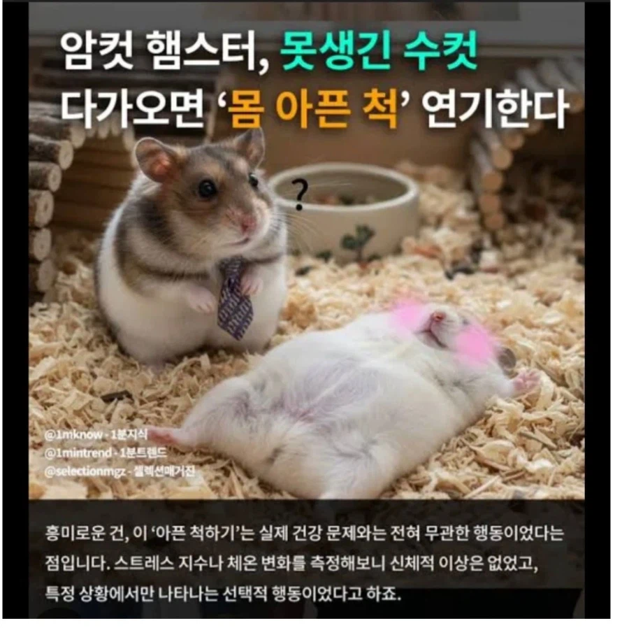 암컷햄스터가 갑자기 아픈 이유_1.webp