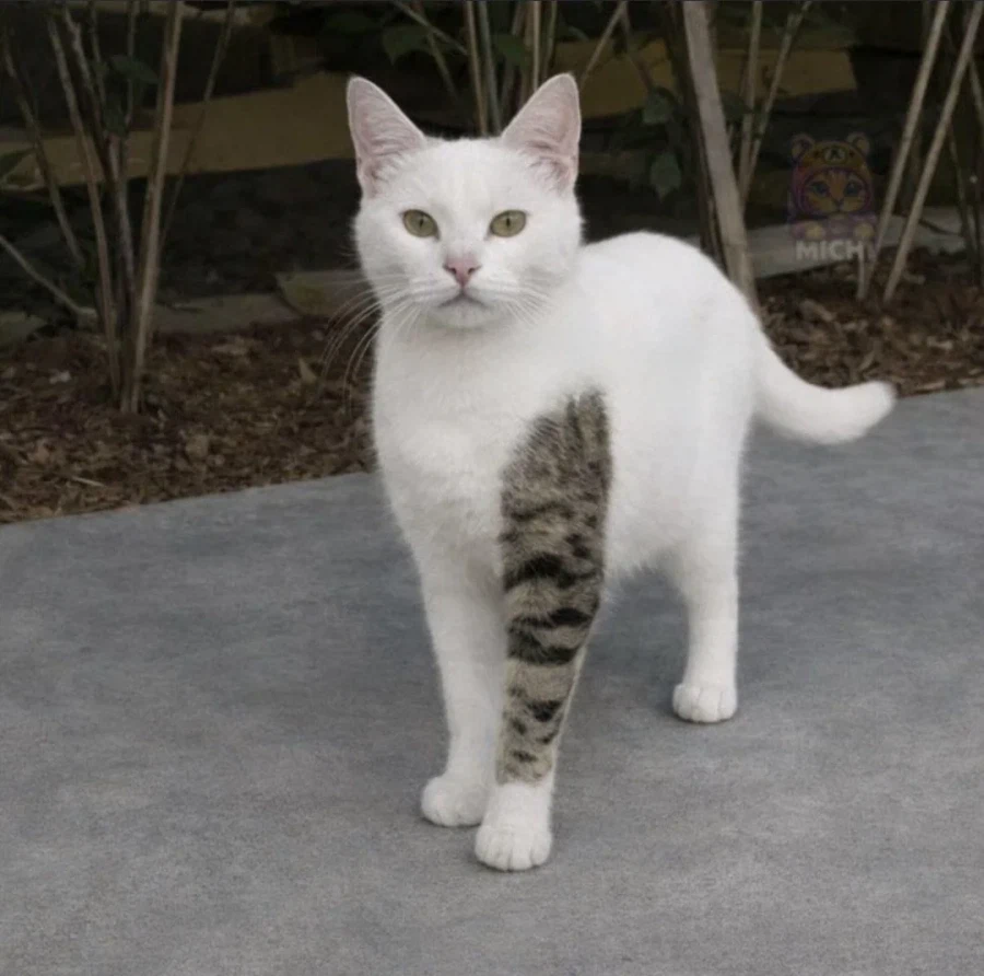 ??? : 어딜 집나갔다가 문신하고 돌아오냐!_1.webp