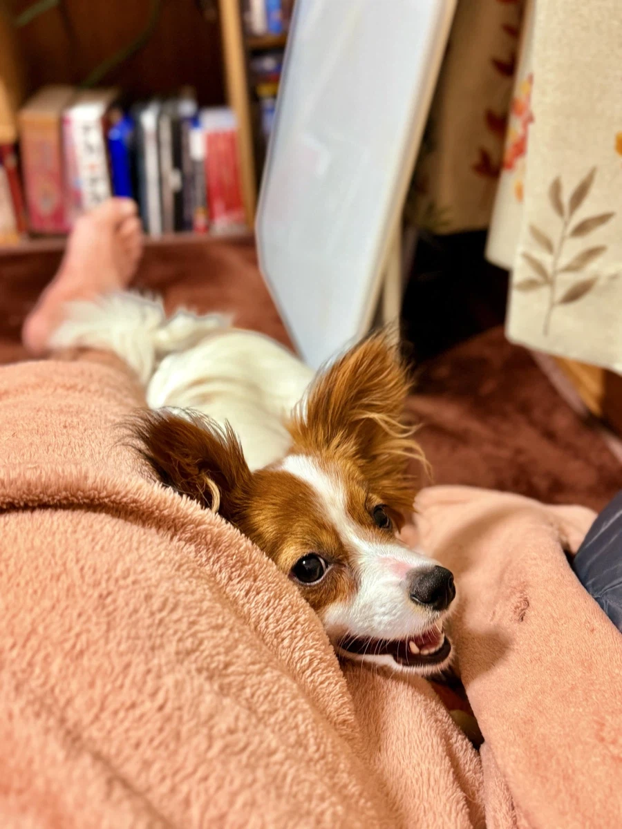 강아지와 함께 하는 생활.jpg_2.webp